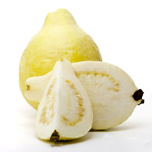 GUAVA GUAVA